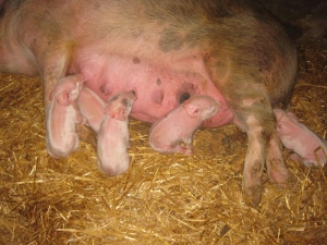 allattamento_maiali