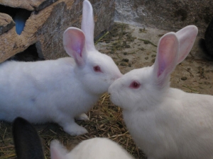 conigli_bianchi